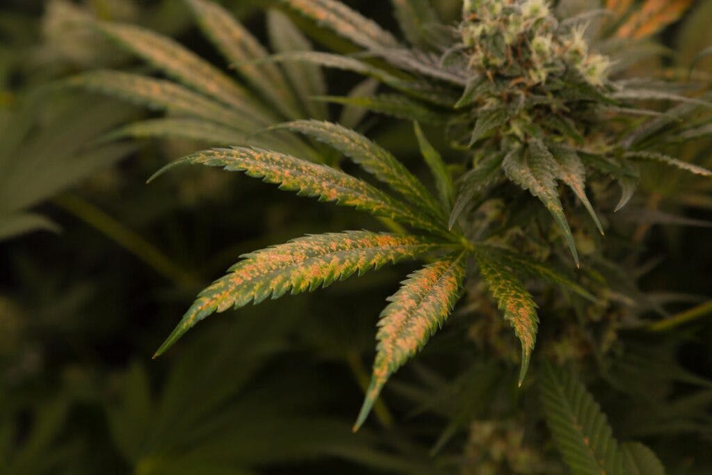 cannabis plant nutrient deficiency